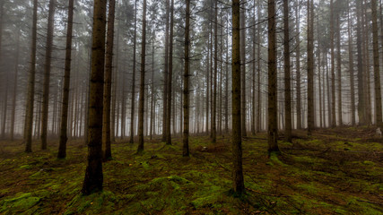 Fototapeta premium Forest landscape with tall pine trees with abundant moss and branches on the ground on a hill against a light fog in background, foggy and cold winter morning in the Belgian Ardennes
