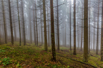 Forest landscape with dry leaves and moss covering the ground, huge bare thin tree trunks with gray background caused by fog, cold winter morning in the Belgian Ardennes