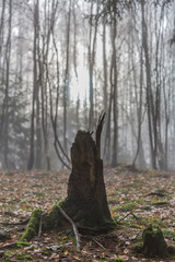Obraz premium Stump of a tree against a wooded landscape in a blurred and misty background, exposed roots covered with moss, dry leaves on ground, mysterious cold winter morning in forest of the Belgian Ardennes