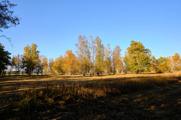 Fototapeta premium Herbst im Naturschutzgebiet Ried bei Grettstadt, Landkreis Schweinfurt, Unterfranken, Bayern, Deutschland