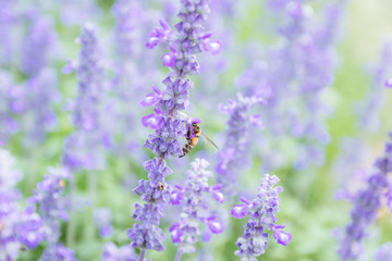 Lavender flower beautiful and bright purple