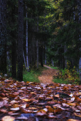 autumn in the forest