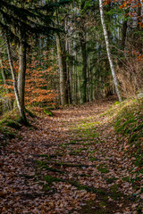 Hiking path between trees in forest of the Belgian Ardennes, ground covered with dry leaves and moss, wooded landscape with green foliage in background, sunny autumn day in Belgium