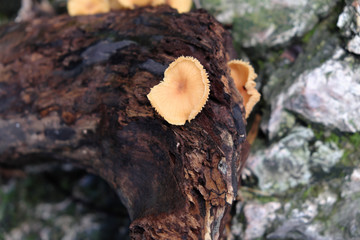 mushroom on the wood