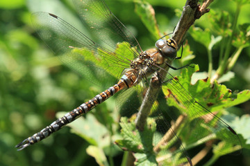Big dragonfly on a branch