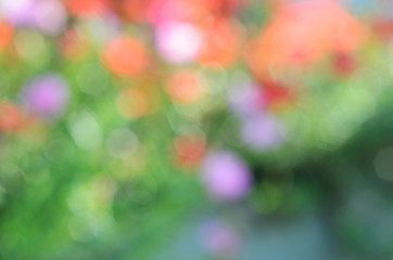 Bokeh backgrounds with colorful of flower plant in the nature