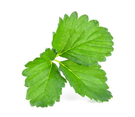 Strawberry leaves isolated on white