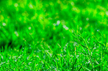 Close up of green grass after rainy in nature backgrounds
