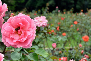 Obraz premium pink rose on first plane with a bee on it in front of a blurry garden