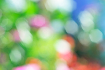 colorful bokeh backgrounds with sunlight on flower plant