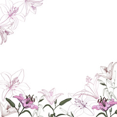 drawn pink lilies and contour lilies on a white background, vector, template for creating cards, invitations, covers, suitable for printing on packages, objects.