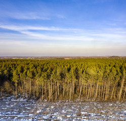 Winter forest and blue sky 