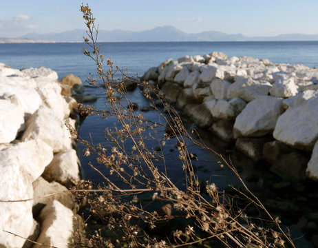 immagine del mare di napoli con frangiflutti sullo sfondo di un cespuglio