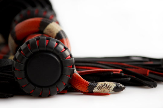 Red-black floger with a patterned handle and leather tails and young Scarlet kingsnake Lampropeltis elapsoides on white background.