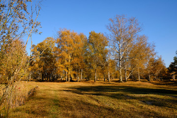 Herbst im Naturschutzgebiet Ried bei Grettstadt, Landkreis Schweinfurt, Unterfranken, Bayern, Deutschland