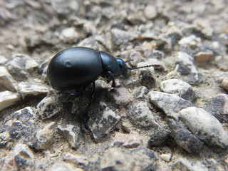 Macro foto