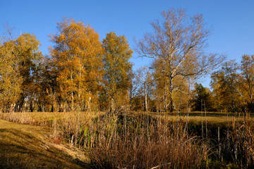 Fototapeta premium Herbst im Naturschutzgebiet Ried bei Grettstadt, Landkreis Schweinfurt, Unterfranken, Bayern, Deutschland