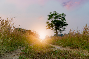 Driving on an empty dirt road. The light of the center of the rattan. Grass and blurred of tree for background.