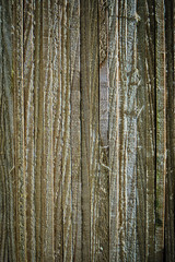 Obraz premium Zbliżenie poziomych płaskich drewnianych listew w pionowym portrecie 