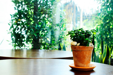 Beautiful green flowerpots on wooden table in coffee cafe