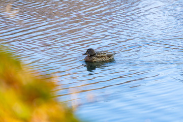 Mallard duck swimming in a river