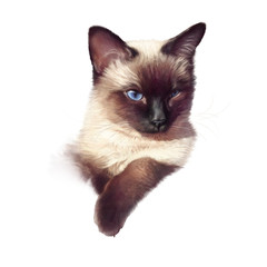 Siamese cat isolated on white backgrounf. Realistic drawing of a cute cat with blue eyes. Hand Painted Illustration of Pet. Design template. Good for print T-shirt, pillow. Animal Art collection: Cats