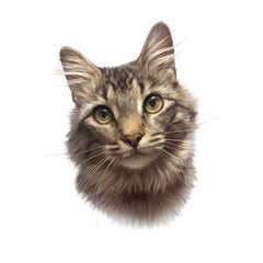 Striped cat isolated on white background. Realistic portrait of a pet. Drawing of cat with green eyes. Design template. Good for print on pillow, T-shirt. Art background. Hand painted illustration
