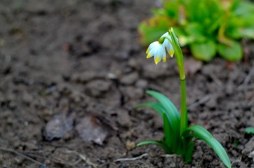 First spring flowers. Spring in garden.