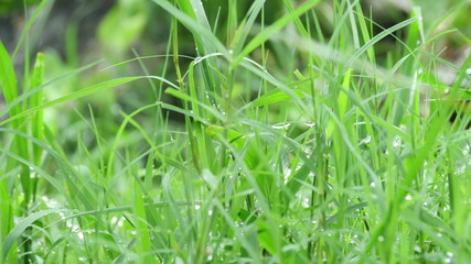 green grass with water drops