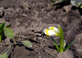 First spring flowers. Spring in garden.