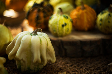 Harvest. Pumpkins. Thanksgiving day concept