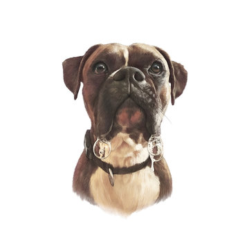 French Bulldog with drool isolated on white background. Realistic drawing of Boxer. Hand Painted Illustration of Pets. Animal art collection: Dogs. Design template. Good for print T shirt, pillow