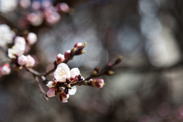 Blossoming flowers and lots of pink buds of apricot. spring flowers. Blooming apricot.spring beauty.Apricot blooms