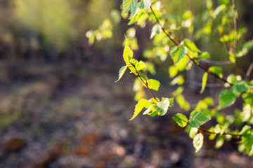 First spring leaves on blurred background. Fresh green leaf. Natural background