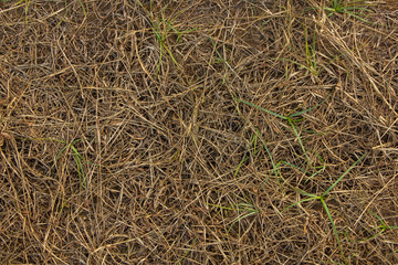dry brown gray grass in the meadow closeup. natural surface texture