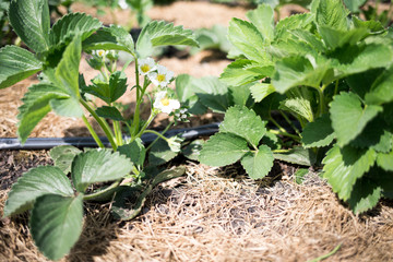 Plants of blossoming strawberries on beds in spring garden. a strawberry seedling with a flower on drip irrigation.