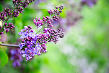 Fototapeta na wymiar Spring branch of blossoming lilac. Purple lilac flowers spring blossom background.