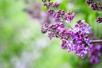 Spring branch of blossoming lilac. Purple lilac flowers spring blossom background.