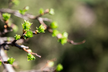 Spring has come. delicate young spring leaves.  A symbol of new life, hope, new business.