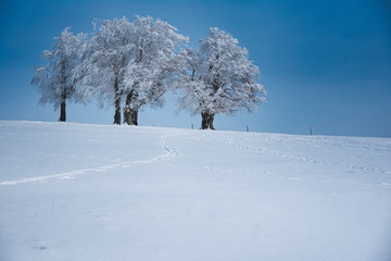 icy trees in snowy landscape