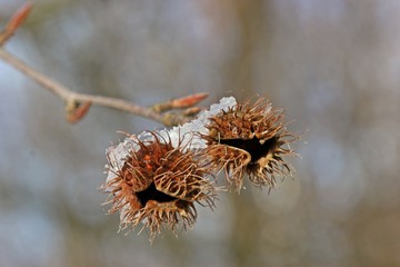 Samenstand einer Rotbuche (Fagus sylvatica) mit Raureif im Winter