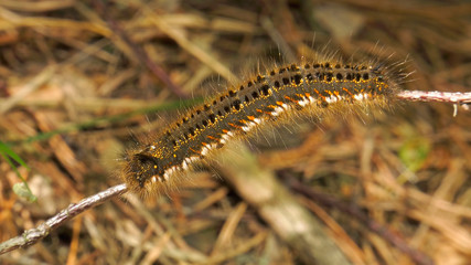 Caterpillar of Euthrix potatoria's butterfly.