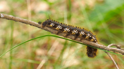 Caterpillar of Euthrix potatoria's butterfly.