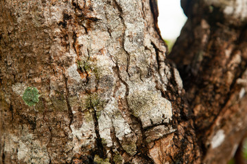 tree trunk texture