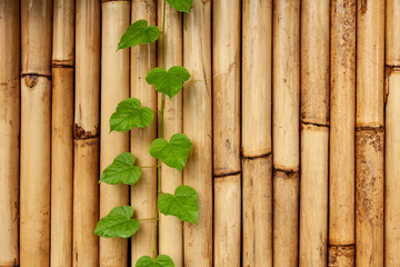 green branch on bamboo wall background