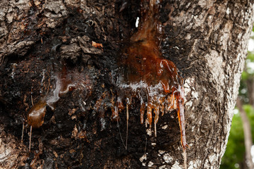 wood tar flows down