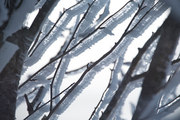 iced branches 1