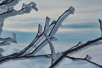 iced branches 2