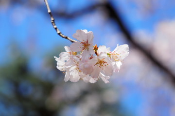 桜花