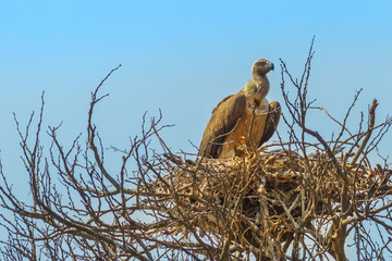 Vulture in its nest on a tree isolated on blue sky background in Kruger National Park, South Africa.